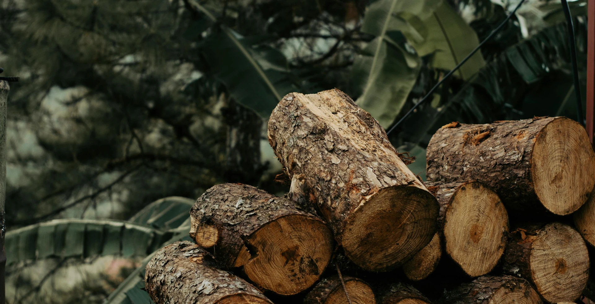 EU Deforestation Regulation (EUDR): Understanding Requirements, Compliance Obligations, and Preparing for Implementation